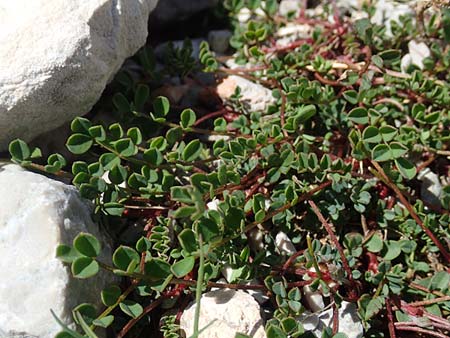 Lotus alpinus \ Alpen-Hornklee, A Dachstein, Auretskar 7.7.2020