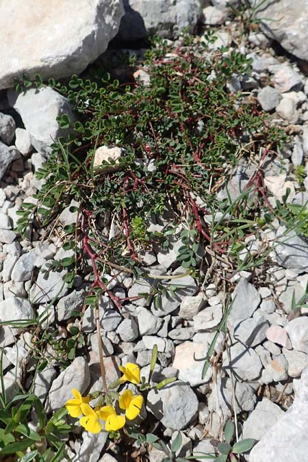 Lotus alpinus \ Alpen-Hornklee / Alpine Bird's-Foot Trefoil, A Dachstein, Auretskar 7.7.2020