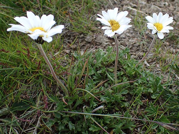 Leucanthemopsis alpina \ Alpen-Margerite / Alpine Moon Daisy, A Wölzer Tauern, Kleiner Zinken 26.6.2021
