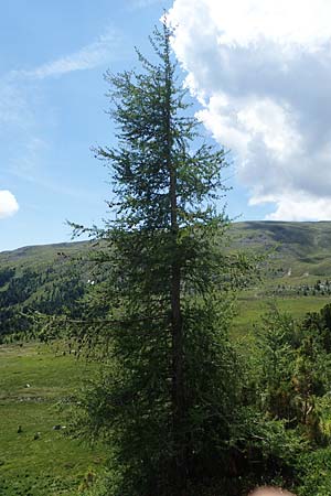 Larix decidua / European Larch, A Seetaler Alpen, Zirbitzkogel 28.6.2021