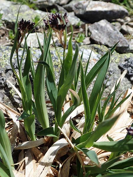 Luzula alpinopilosa \ Braune Hainsimse, A Seetaler Alpen, Zirbitzkogel 28.6.2021