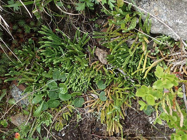 Diphasiastrum alpinum \ Alpen-Flach-Brlapp / Alpine Clubmoss, A Niedere Tauern, Sölk-Pass 2.7.2021