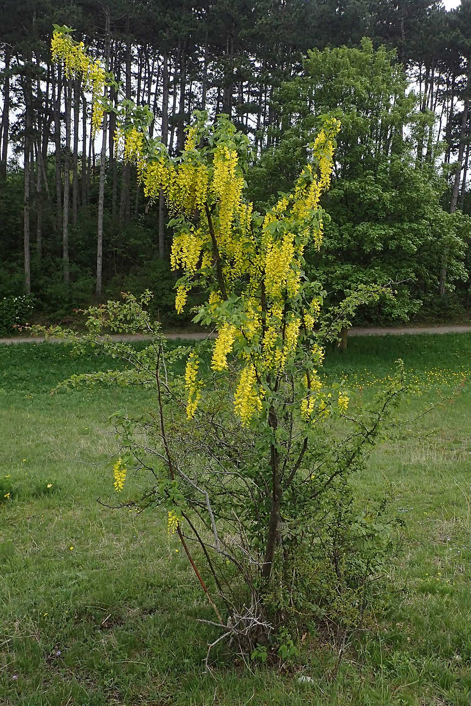 Laburnum anagyroides \ Gewhnlicher Goldregen / Golden Chain, A Perchtoldsdorf 7.5.2022