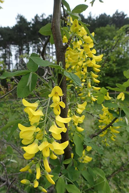 Laburnum anagyroides \ Gewhnlicher Goldregen, A Perchtoldsdorf 7.5.2022