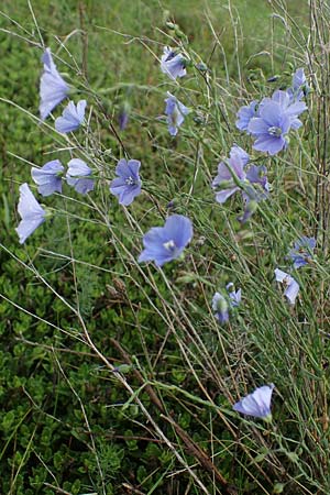 Linum austriacum \ sterreicher Lein / Austrian Flax, A Siegendorf 13.5.2022