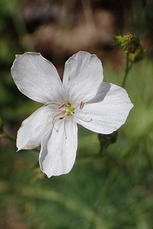 Linum austriacum \ sterreicher Lein / Austrian Flax, A Gumpoldskirchen 9.7.2023