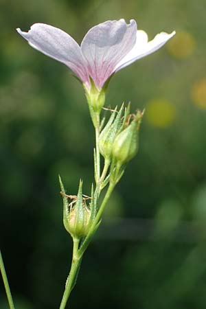 Linum austriacum \ sterreicher Lein, A Gumpoldskirchen 9.7.2023