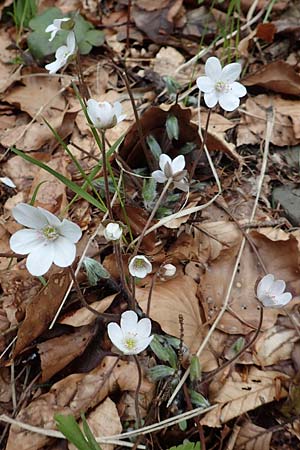 Hepatica nobilis \ Leberblmchen / Liverleaf, A Kärnten/Carinthia, Feistritz im Rosental 17.5.2016