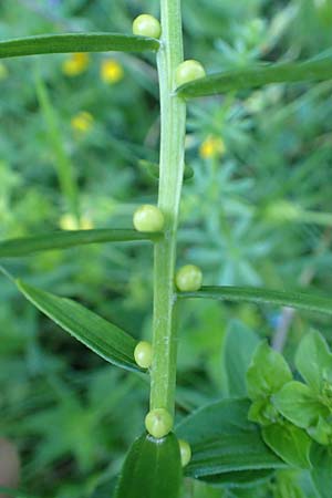 Lilium bulbiferum subsp. bulbiferum \ Brutknllchentragende Feuerlilie / Orange Lily, A Schneealpe 30.6.2020