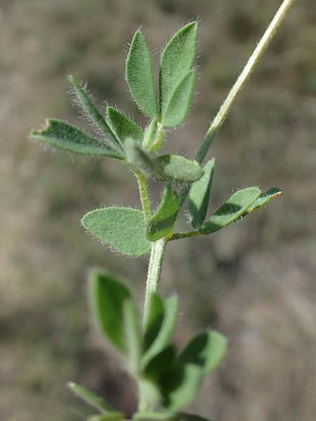 Lotus borbasii \ Slowakei-Hornklee / Borbas Bird's-Foot Trefoil, A Siegendorf 24.9.2022