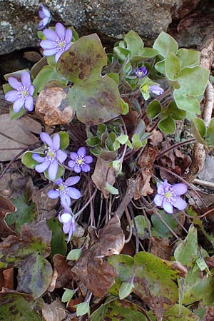 Hepatica nobilis \ Leberblmchen / Liverleaf, A Krems 1.4.2023