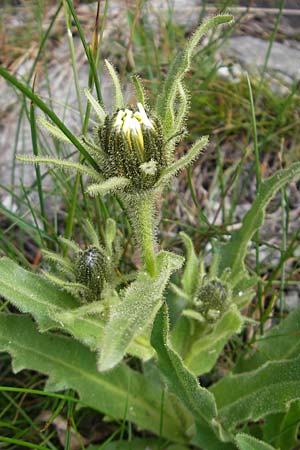 Hieracium intybaceum \ Weiliches Habichtskraut, Endivien-Habichtskraut, A Malta - Tal 19.7.2010