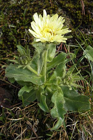 Hieracium intybaceum \ Weiliches Habichtskraut, Endivien-Habichtskraut, A Malta - Tal 19.7.2010