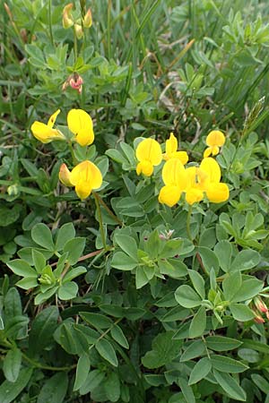 Lotus corniculatus \ Gewhnlicher Hornklee / Bird's-Foot Deervetch, A Trenchtling 3.7.2019