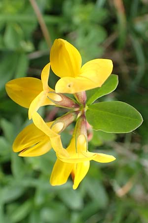 Lotus corniculatus \ Gewhnlicher Hornklee / Bird's-Foot Deervetch, A Trenchtling 3.7.2019