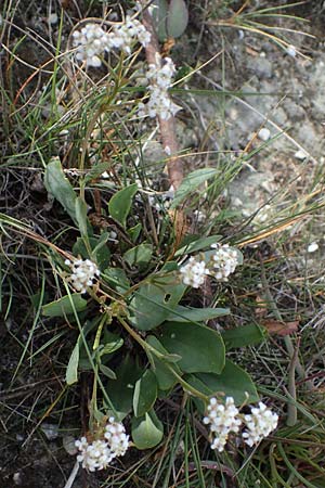 Lepidium cartilagineum \ Salz-Kresse / Salt Cress, A Seewinkel, Illmitz 20.9.2012