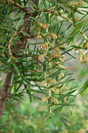 Juniperus communis / Juniper, A Reutte 25.5.2008