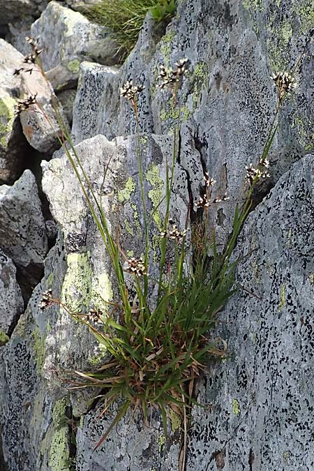 Luzula glabrata \ Kahle Hainsimse, A Wölzer Tauern, Kleiner Zinken 24.7.2021