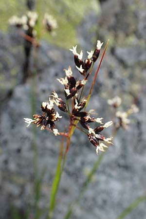 Luzula glabrata \ Kahle Hainsimse, A Wölzer Tauern, Kleiner Zinken 24.7.2021