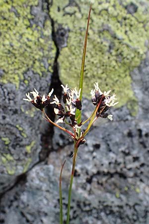 Luzula glabrata \ Kahle Hainsimse / Smooth Wood-Rush, A Wölzer Tauern, Kleiner Zinken 24.7.2021