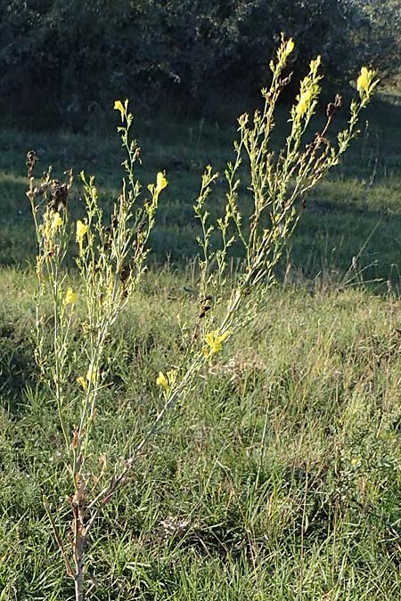 Linaria genistifolia \ Ginsterblttriges Leinkraut, A Seewinkel, Podersdorf 22.9.2022