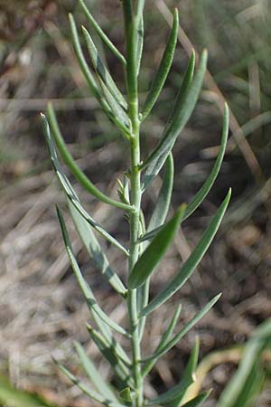 Linaria genistifolia \ Ginsterblttriges Leinkraut, A Siegendorf 24.9.2022