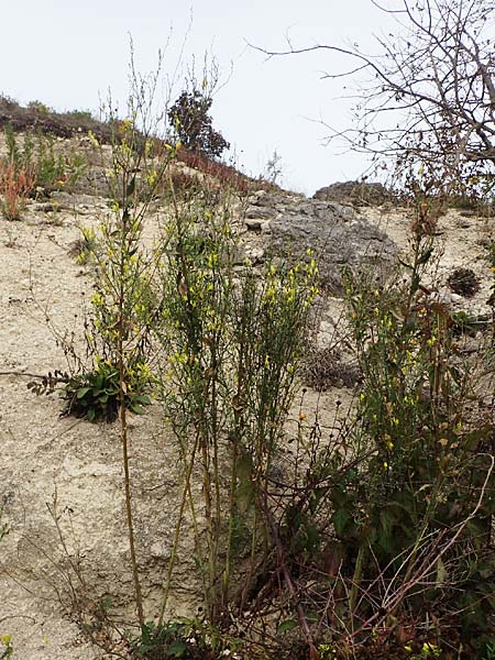 Linaria genistifolia \ Ginsterblttriges Leinkraut, A Breitenbrunn 24.9.2022