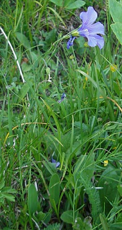 Linum alpinum \ Alpen-Lein / Mountain Flax, A Kärnten/Carinthia, Hochobir 1.7.2010