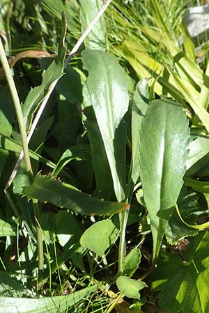 Leucanthemum heterophyllum \ Verschiedenblättrige Margerite, A Kärnten, Petzen 8.8.2016