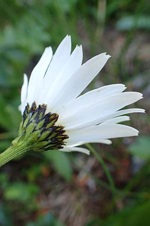 Leucanthemum atratum subsp. halleri \ Hallers Schwarzrand-Margerite, Hallers Schwarzrand-Wucherblume / Haller's Ox-Eye Daisy, A Schneealpe 30.6.2020