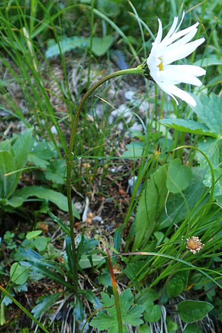 Leucanthemum atratum subsp. halleri \ Hallers Schwarzrand-Margerite, Hallers Schwarzrand-Wucherblume, A Schneealpe 30.6.2020