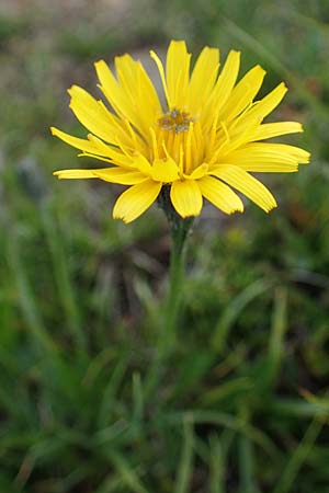 Scorzoneroides helvetica \ Schweizer Schuppenlwenzahn / Swiss Hawkbit, A Wölzer Tauern, Kleiner Zinken 26.6.2021