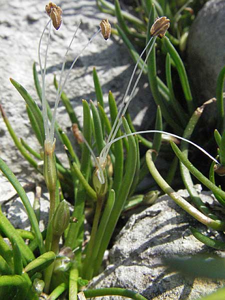 Littorella uniflora / Shoreweed, A Bregenz 21.4.2007