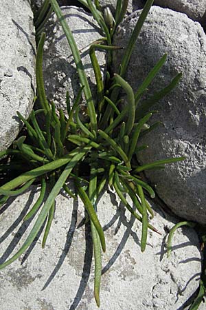 Littorella uniflora \ Strandling / Shoreweed, A Bregenz 21.4.2007