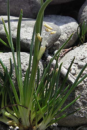 Littorella uniflora / Shoreweed, A Bregenz 21.4.2007