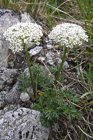 Ligusticum mutellinoides \ Zwerg-Mutterwurz / Unbranched Lovage, A Malta - Tal / Valley 19.7.2010