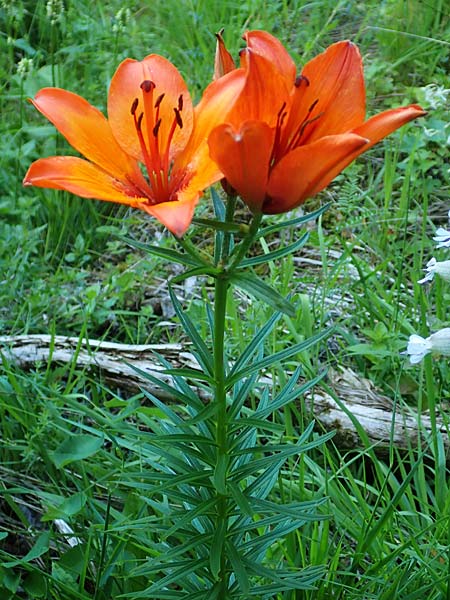 Lilium bulbiferum subsp. croceum / Orange Lily, A Schneealpe 30.6.2020