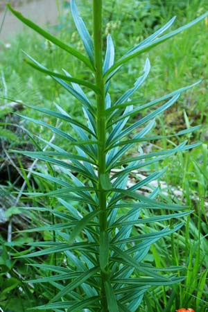 Lilium bulbiferum subsp. croceum / Orange Lily, A Schneealpe 30.6.2020