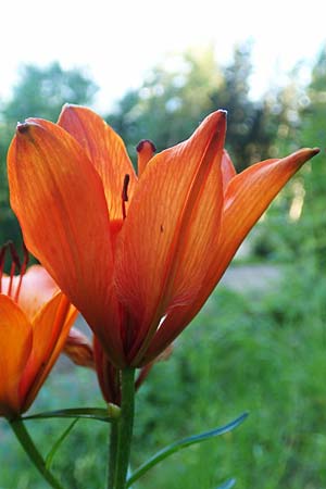 Lilium bulbiferum subsp. croceum \ Orangerote Feuerlilie / Orange Lily, A Schneealpe 30.6.2020