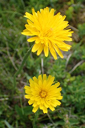 Leontodon incanus \ Grauer Lwenzahn, A Seckauer Tauern, Rosenkogel 30.6.2021