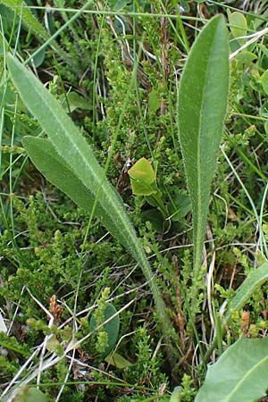 Leontodon incanus \ Grauer Lwenzahn, A Seckauer Tauern, Rosenkogel 30.6.2021