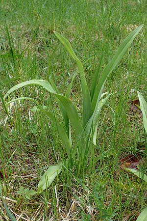 Hemerocallis fulva \ Gelbrote Taglilie, A Türnitz 6.5.2022