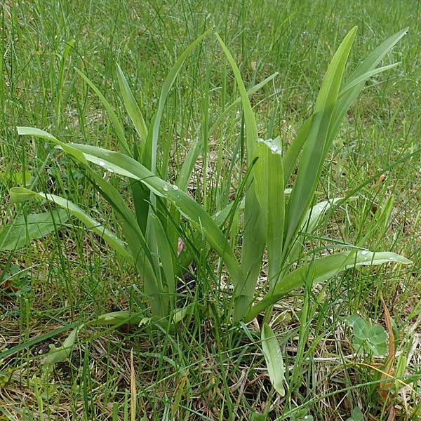 Hemerocallis fulva \ Gelbrote Taglilie, A Türnitz 6.5.2022