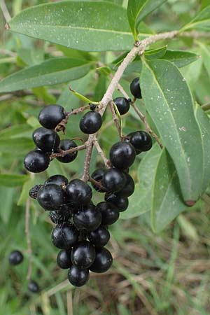 Ligustrum vulgare \ Gewhnlicher Liguster, A Seewinkel, Illmitz 26.9.2022