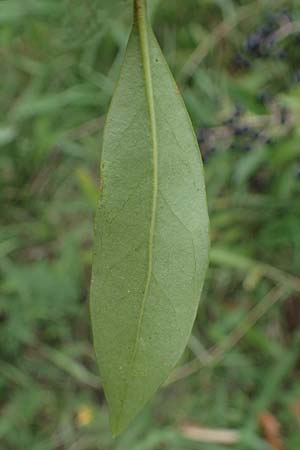 Ligustrum vulgare \ Gewhnlicher Liguster / Wild Privet, A Seewinkel, Illmitz 26.9.2022