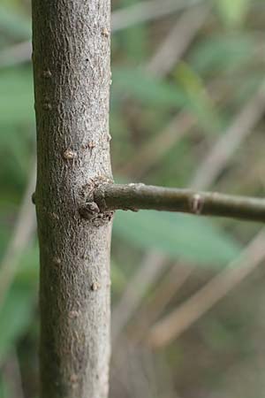 Ligustrum vulgare \ Gewhnlicher Liguster / Wild Privet, A Seewinkel, Illmitz 26.9.2022