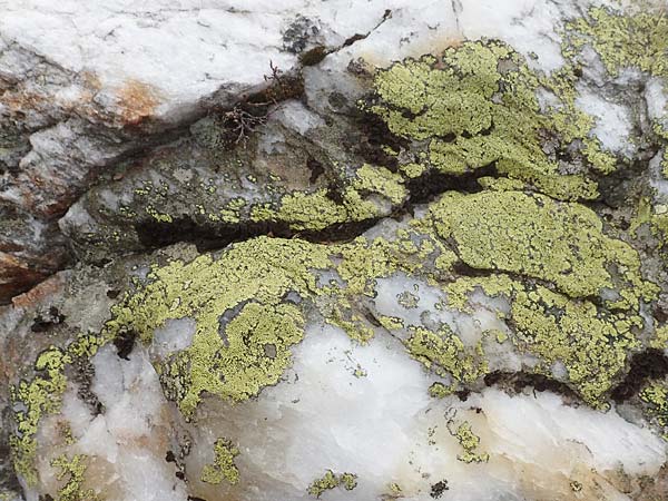 Rhizocarpon geographicum \ Landkarten-Flechte / Map Lichen, A Kärnten/Carinthia, Koralpe 21.5.2016