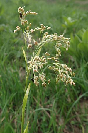 Luzula luzuloides \ Weiliche Hainsimse / White Wood-Rush, A Pusterwald, Eiskar 1.7.2019