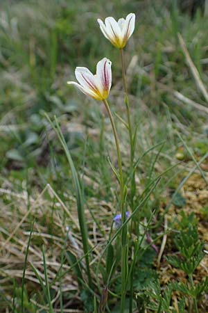 Gagea serotina \ Spte Faltenlilie / Snowdon Lily, A Wölzer Tauern, Kleiner Zinken 26.6.2021