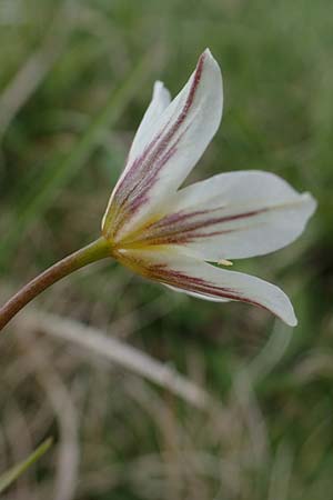 Gagea serotina \ Spte Faltenlilie / Snowdon Lily, A Wölzer Tauern, Hoher Zinken 26.6.2021